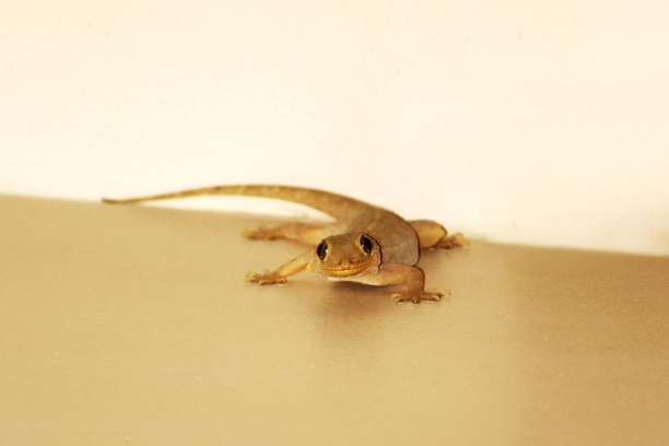 https://kalpananaturals.com/images/lizard.jpg